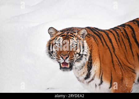 Close up ritratto della tigre siberiana in inverno la neve Foto Stock