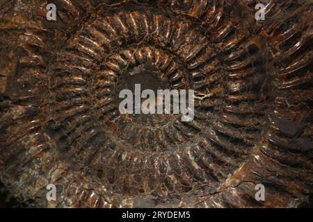 Estinte pietrificato ammonita di conchiglie fossili resta Foto Stock