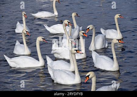 Ravvicinati i cigni bianchi nuotano e remano in acqua Foto Stock