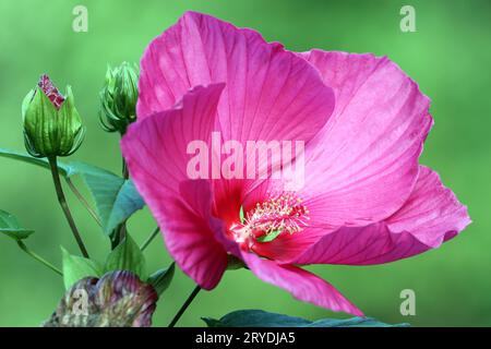 Beliebte Pflanzen in Gärten und Parkanlagen die auffällige leuchtende und empfindliche Blüte des Sumpfeibisch mit der Sortenbezeichnung Royal Gems, auch Roseneibisch genannt, gegen Ende August. *** Piante popolari nei giardini e nei parchi la fioritura sorprendente luminosa e delicata della palude marshmallow con il nome di varietà Royal Gems, chiamato anche rosmarshmallow, verso la fine di agosto. Credito: Imago/Alamy Live News Foto Stock