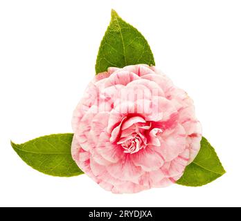 Fiore rosa camellia isolato su sfondo bianco Foto Stock