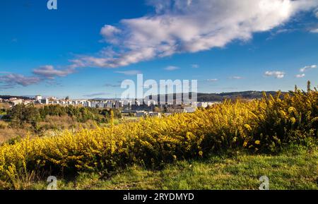 Scena di Gorse gialle in fiore Foto Stock