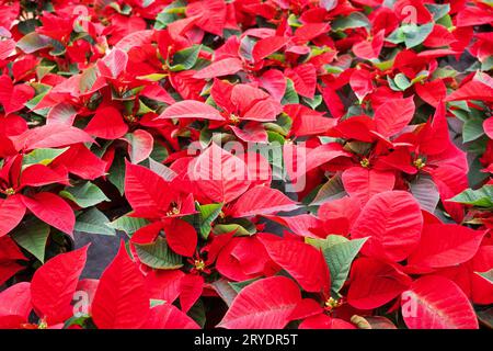 Sfondo del fiore di Poinsettia. Fiore di Natale Foto Stock