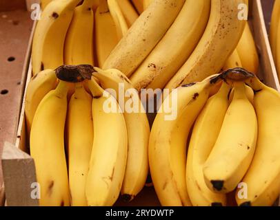 Close up diversi mazzi di fresche e mature banane gialle sul display di vendita al dettaglio del mercato degli agricoltori, ad alto angolo di visione Foto Stock