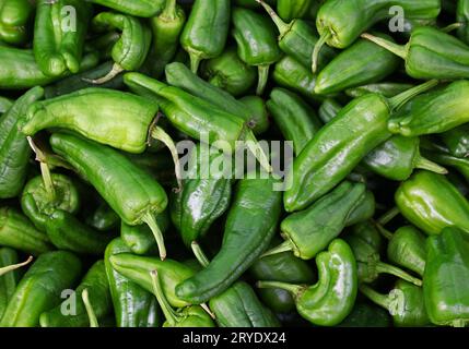 Primi piani con peperoncino verde padron fresco Foto Stock