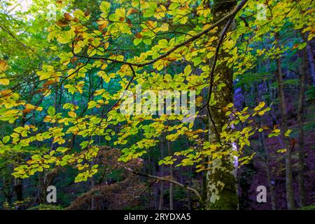 Faggete del parco nazionale d'Abruzzo in autunno Foto Stock