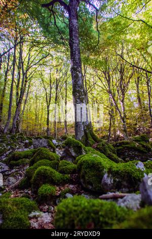 Faggete del parco nazionale d'Abruzzo in autunno Foto Stock