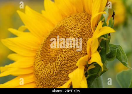 Immagine ravvicinata del profilo di un girasole giallo brillante; macro Foto Stock