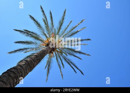 Ravvicinare le foglie di palma sopra il cielo azzurro Foto Stock