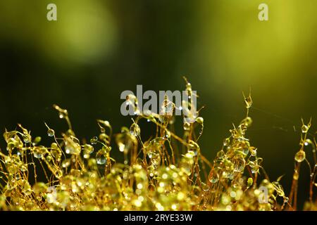 Close up haircap moss con acqua scende la pioggia Foto Stock
