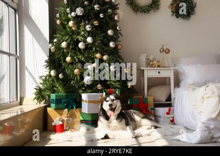 Carino cane Husky che giace vicino all'albero di Natale in camera da letto Foto Stock