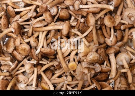 Fondo funghi Armillaria mellea. Pulire il fungo del miele lavato o gli agarici del miele. Deliziosi funghi commestibili. Foto Stock