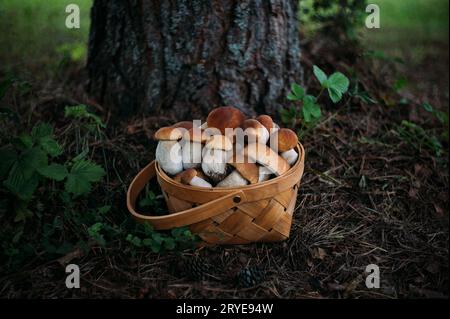 Bellissimi funghi in cesto su uno sfondo boschivo. Buonissimo bolo di funghi edulis, panino da penny, porcini, porcini. Raccolta di funghi. Foto Stock