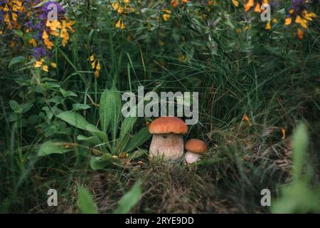 Due funghi commestibili, panino da penny nella foresta. Bellissimo fungo boletus edulis, porcini, porcini su fondo erboso verde. Foto Stock