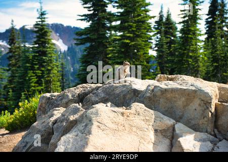 Un chipmunk si trova sulle rocce in estate di fronte a sempreverdi e paesaggi montani lungo un sentiero escursionistico al Mount Rainier National Park di Washington. Foto Stock