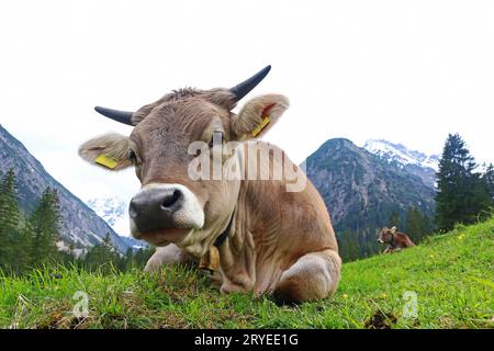 Bel bestiame marrone con corna e campana in montagna Foto Stock