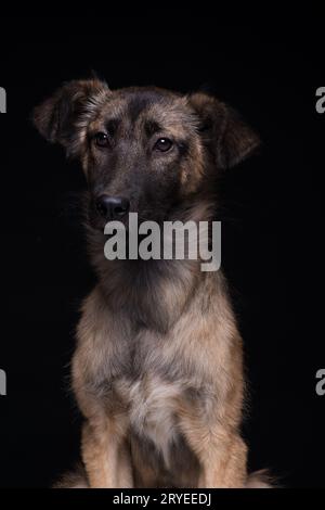 Cane su sfondo nero Foto Stock