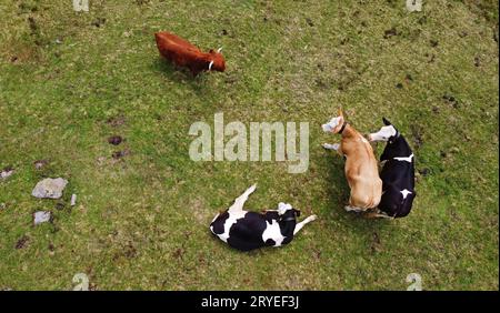Vista aerea con drone di giovani vacche da latte e bestiame scozzese delle Highland su un prato in Baviera Foto Stock