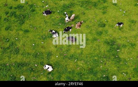 Foto aerea con drone di mucche da latte su un prato in Baviera Foto Stock