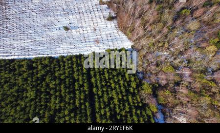 Drone aereo scatto di paesaggio in primavera con alberi diversi Foto Stock