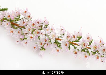 Primo piano di Flowering Common heather isolato su sfondo bianco Foto Stock
