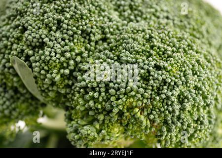 Primo piano dei broccoli biologici freschi Foto Stock