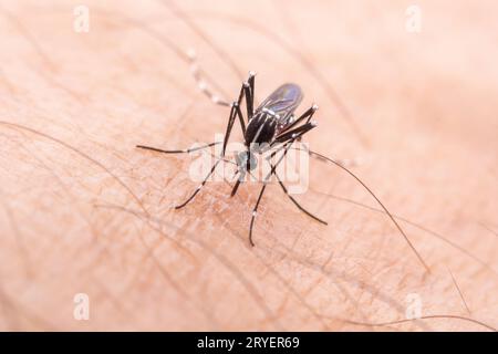 Aedes albopictus ingerisce sangue umano Foto Stock