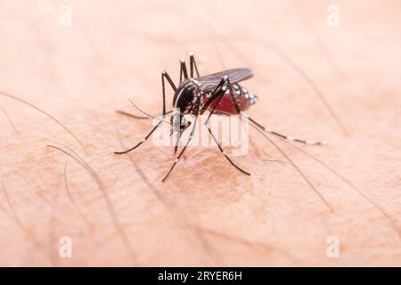 Aedes albopictus ingerisce sangue umano Foto Stock