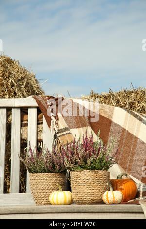 Bella composizione con fiori di erica in pentole e zucche su panchine di legno all'aperto Foto Stock