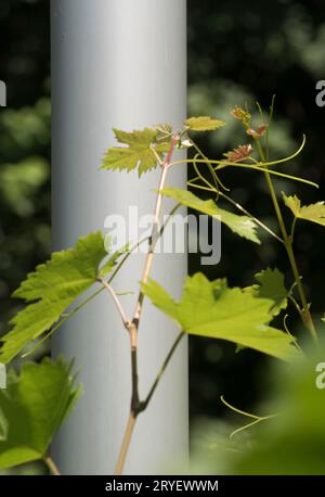 Vigneto nella stiria meridionale, Austria Foto Stock