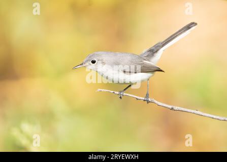 gnatcatcher grigio-blu arroccato su un piccolo arto Foto Stock