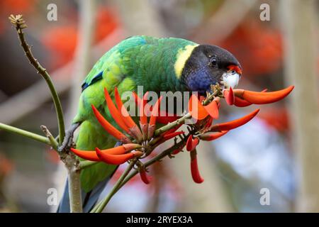 Colletto ad anello australiano o ventotto pappagalli che si nutrono dei fiori di un albero di corallo Foto Stock