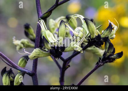 Black Kangaroo Paw dell'Australia occidentale Foto Stock