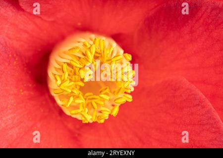 Macro shot di una bella camelia rossa con stamen, pistilli e petali. Fiore sfondo Foto Stock