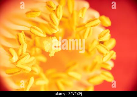 Macro shot di una bella camelia rossa con stampino giallo e pistilli. Fiore sfondo Foto Stock