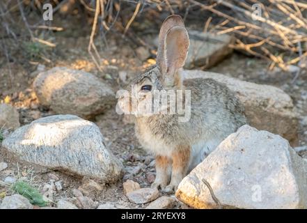 Coniglio a coda di cotone del deserto nascosto nel paesaggio roccioso Foto Stock