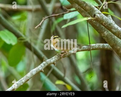 Parula mangiatrice di vermi arroccata su un ramo di albero nella foresta Foto Stock