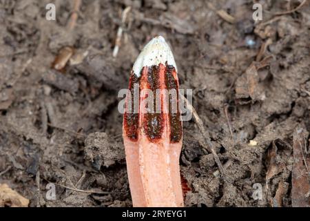 funghi pugnali allo stato selvatico Foto Stock