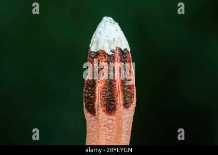 funghi pugnali allo stato selvatico Foto Stock