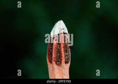 funghi pugnali allo stato selvatico Foto Stock