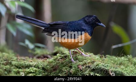 Natura fauna immagine della Corona Bianca shama sulla natura foresta pluviale giungla in Borneo Island. Foto Stock