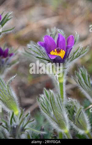 Close up viola pulsatilla vento testa di fiori Foto Stock