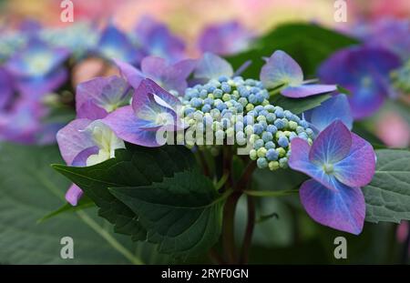Ravvicinati i fiori di ortensia viola Foto Stock