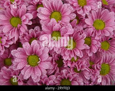 Sfondo ravvicinato di fiori di crisantemo rosa Foto Stock