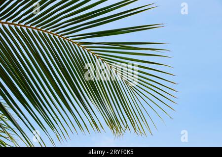 Ravvicinare le foglie di palma sopra il cielo azzurro Foto Stock