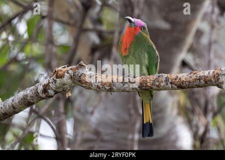 Uccello della natura selvaggia di un uccello mangiatore di api dalla barba rossa sul ramo Foto Stock