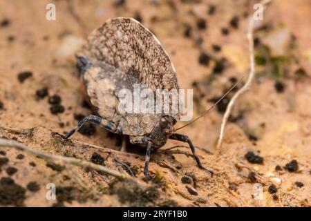 Immagine macro di una bellissima balestra mimetica di pigmeo Grasshoper - Paraphyllum antennatum Hancoc nella foresta della giungla profonda di Sabah, Borneo Foto Stock