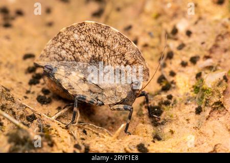 Immagine macro di una bellissima balestra mimetica di pigmeo Grasshoper - Paraphyllum antennatum Hancoc nella foresta della giungla profonda di Sabah, Borneo Foto Stock