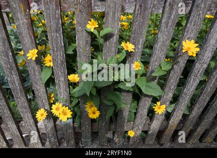 Recinzione di legno come delimitazione verso altre terre Foto Stock Recinzione di legno come delimitazione verso altre terre Foto Stock