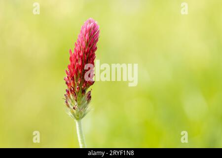 Primo piano di trifoglio di Crimson o di trifoglio italiano testa di fiore isolato all'aperto. Trifolium incarnatum L. Foto Stock